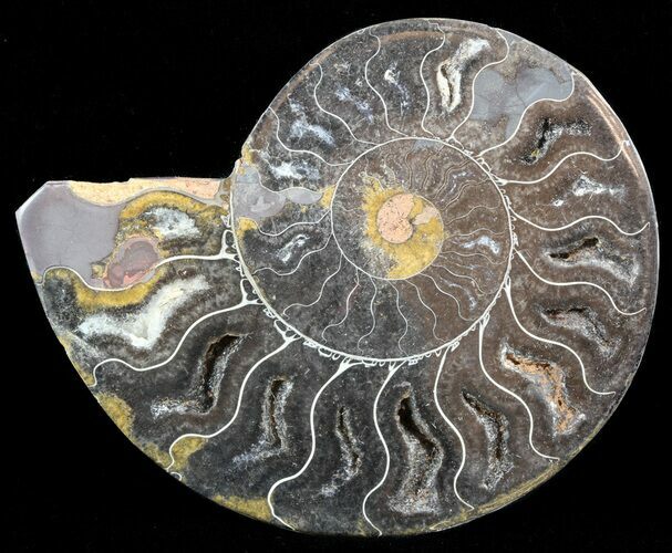 Split Black/Orange Ammonite (Half) - Unusual Coloration #55659
